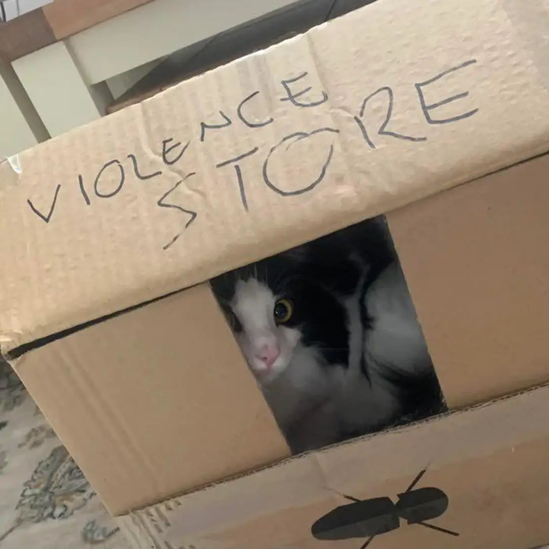 This meme is an image of a cat sitting in a cardboard box with a sign on it that reads "Violence Store". The cat appears to be looking directly at the camera with a somewhat menacing expression, implying that the cat is the one in charge of the store and is ready to sell you something, possibly something violent.